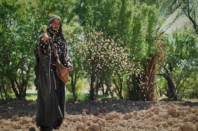 🌾 The Parable of the Four Soils: A Message that Shakes the Modern World